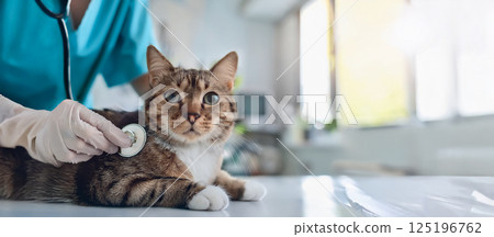 動物醫院的獸醫用聽診器給可愛的貓聽診 動物醫院的獸醫用聽診器給可愛的貓聽診 125196762