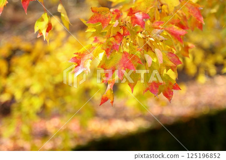 多彩的糖楓葉 125196852