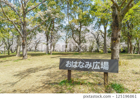 [Chiba City, Chiba Prefecture] Spring cherry blossoms bloom at Aoba no Mori Park and Ohanami Square 125196861
