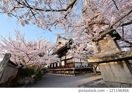 Myokenji Temple: Somei-yoshino cherry blossoms in full bloom, weeping cherry blossoms, Kyoto City Myokenji Temple: Somei-yoshino cherry blossoms in full bloom, weeping cherry blossoms, Kyoto City 125196866