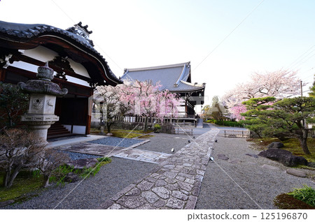 Myokenji Temple: Somei-yoshino cherry blossoms in full bloom, weeping cherry blossoms, Kyoto City Myokenji Temple: Somei-yoshino cherry blossoms in full bloom, weeping cherry blossoms, Kyoto City 125196870