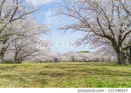 【千葉縣千葉市】春天的青葉之森公園和花見廣場櫻花盛開 【千葉縣千葉市】春天的青葉之森公園和花見廣場櫻花盛開 125196937