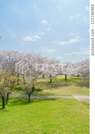 【千葉縣千葉市】春天的青葉之森公園和花見廣場櫻花盛開 【千葉縣千葉市】春天的青葉之森公園和花見廣場櫻花盛開 125196969
