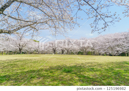 【千葉縣千葉市】春天的青葉之森公園和花見廣場櫻花盛開 125196982