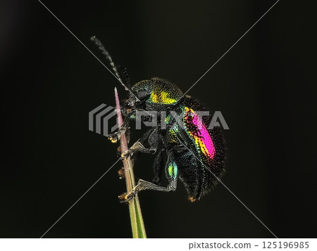 Red leaf beetle 125196985