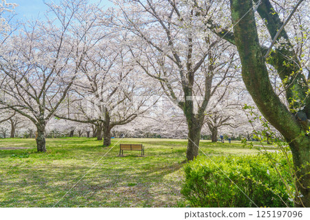 [Chiba City, Chiba Prefecture] Spring cherry blossoms bloom at Aoba no Mori Park and Ohanami Square 125197096