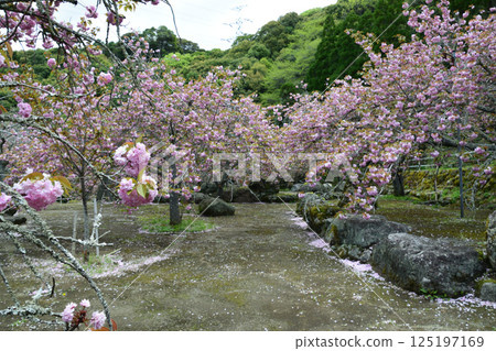 Double-flowered cherry blossoms of Heian-kyo Double-flowered cherry blossoms of Heian-kyo 125197169