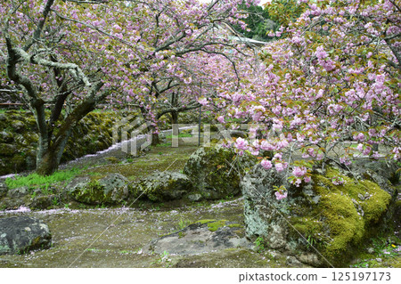 平安京的重瓣櫻花 125197173