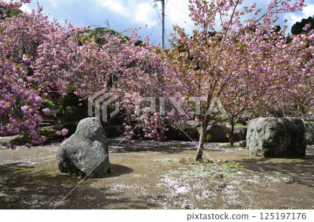 Double-flowered cherry blossoms of Heian-kyo 125197176