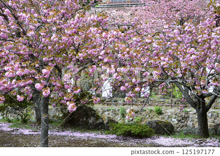 Double-flowered cherry blossoms of Heian-kyo 125197177