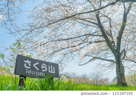 【千葉縣千葉市】春天的櫻花在青葉之森公園和櫻山盛開 【千葉縣千葉市】春天的櫻花在青葉之森公園和櫻山盛開 125197193