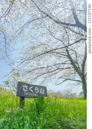 【千葉縣千葉市】春天的櫻花在青葉之森公園和櫻山盛開 125197194