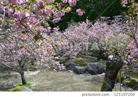 Double-flowered cherry blossoms of Heian-kyo 125197200