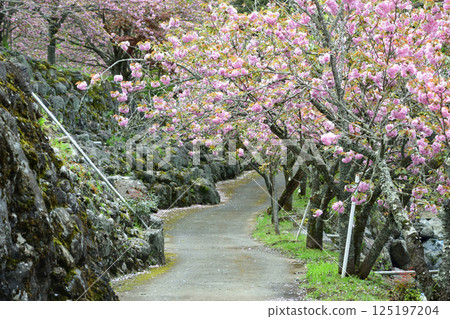Double-flowered cherry blossoms of Heian-kyo Double-flowered cherry blossoms of Heian-kyo 125197204