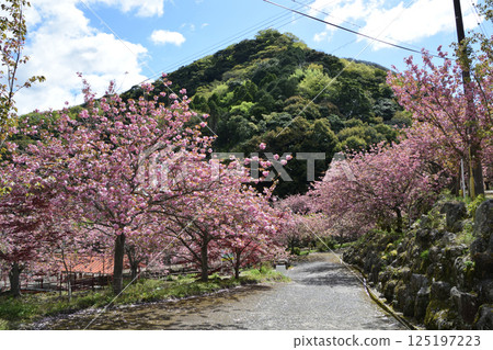 Double-flowered cherry blossoms of Heian-kyo 125197223