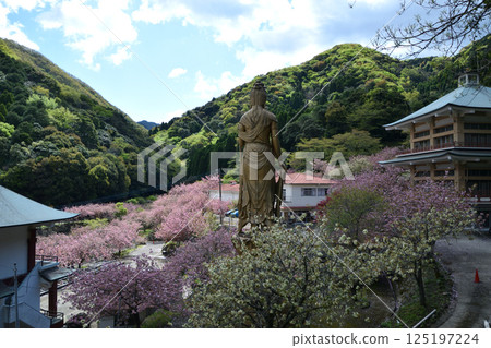 Double-flowered cherry blossoms of Heian-kyo Double-flowered cherry blossoms of Heian-kyo 125197224