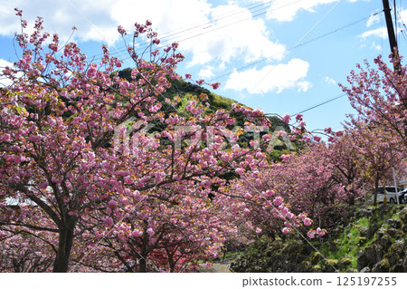 Double-flowered cherry blossoms of Heian-kyo 125197255