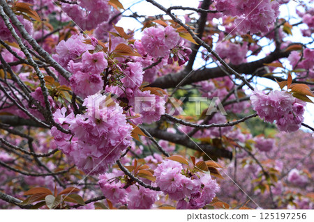 平安京的重瓣櫻花 125197256