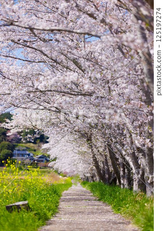 Sakurado Sakurado 125197274