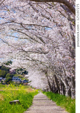Sakurado Sakurado 125197275