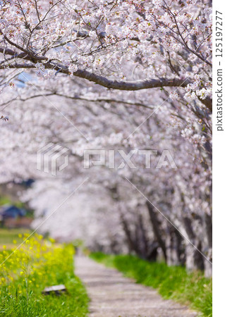 Sakurado 125197277