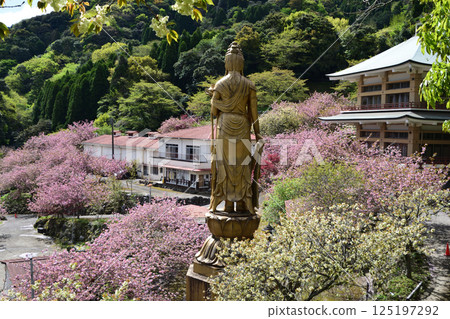 Double-flowered cherry blossoms of Heian-kyo Double-flowered cherry blossoms of Heian-kyo 125197292