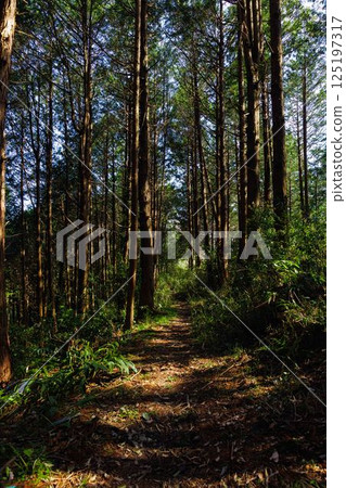 Woods	 125197317