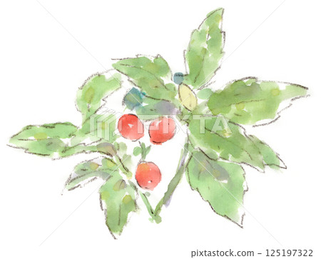 Watercolor sketch of winter plant, red berries of Aucuba Watercolor sketch of winter plant, red berries of Aucuba 125197322