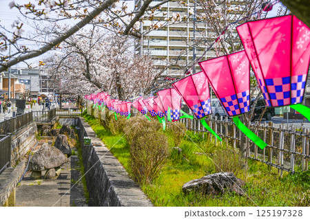 西尾十六萬石櫻花節,綠川沿岸的櫻花與燈籠 西尾十六萬石櫻花節,綠川沿岸的櫻花與燈籠 125197328