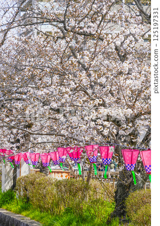 Nishio Rokumangoku Cherry Blossom Festival, cherry blossoms and lanterns along the Midori River 125197331