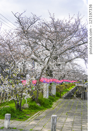 西尾十六萬石櫻花節，綠川沿岸的櫻花與燈籠 125197336