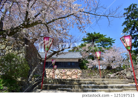 Shimane, Matsue, Matsue Castle, cherry blossoms, spring cherry blossom viewing 125197515