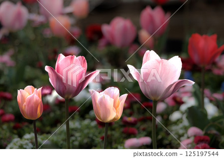 色彩繽紛的鬱金香在春日陽光下閃耀 色彩繽紛的鬱金香在春日陽光下閃耀 125197544