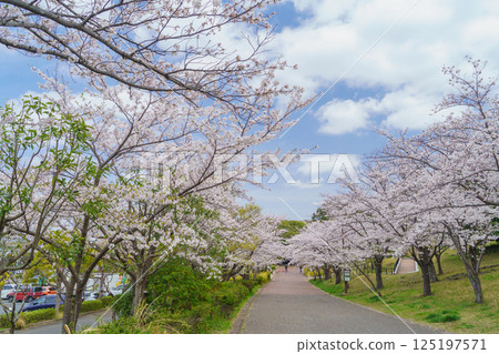 [千葉縣千葉市] 青葉之森公園西入口處春季櫻花盛開 125197571