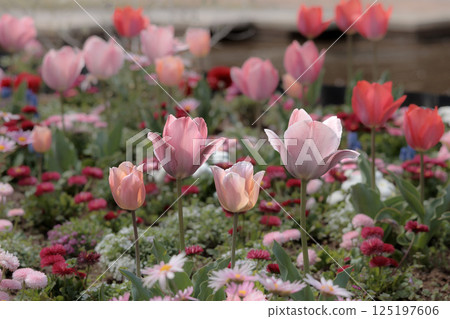 色彩繽紛的鬱金香在春日陽光下閃耀 125197606