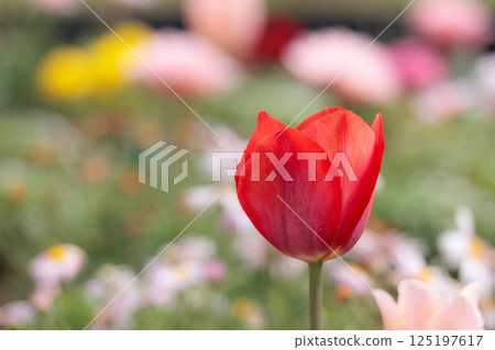 Colorful tulips shining in the spring sunshine 125197617
