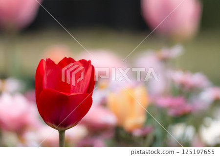 色彩繽紛的鬱金香在春日陽光下閃耀 125197655