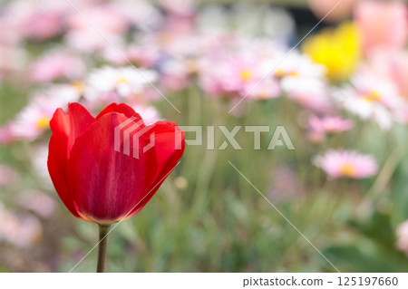 色彩繽紛的鬱金香在春日陽光下閃耀 125197660