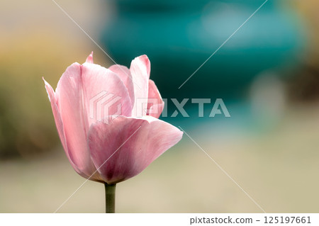 色彩繽紛的鬱金香在春日陽光下閃耀 125197661