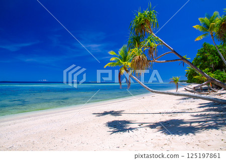 Lagoon, beach and palm trees on Fongafale Island in Funafuti Atoll, the capital of Tuvalu, an island nation in Oceania and Polynesia 125197861