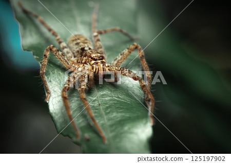 Australian Huntsman Spider 125197902