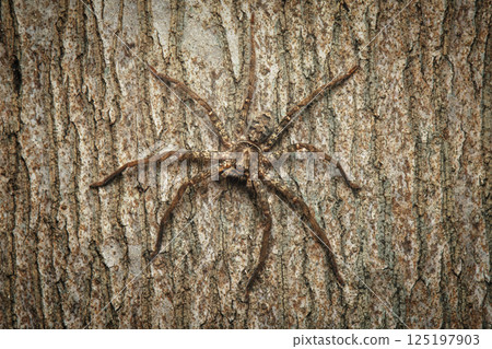 Australian Huntsman Spider 125197903