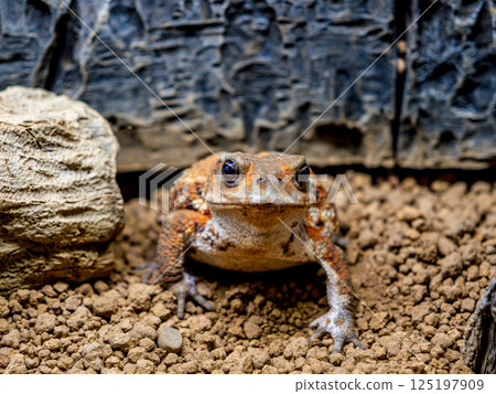 Close up of Miyako toad Close up of Miyako toad 125197909