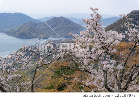 櫻花和瀨戶內群島 櫻花和瀨戶內群島 125197972