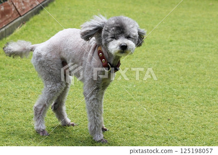 Toy poodle, old dog, curved spine, standing on artificial turf, whole body, short hair 125198057