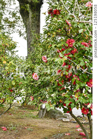 Camellias at Tsubakichoan in Nishio City Historical Park 125198058