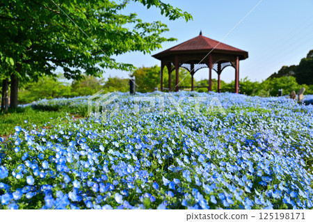 Nemophila blue flower Nemophila blue flower 125198171