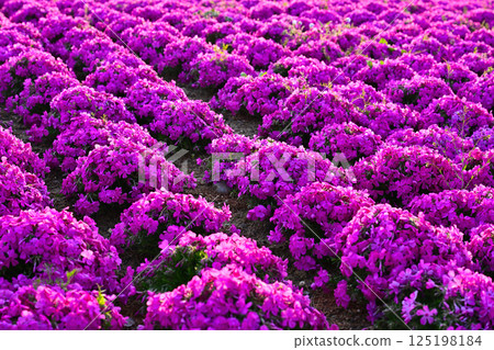 Pink moss phlox Pink moss phlox 125198184