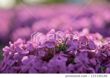 Moss phlox in full bloom shining in the spring sunshine Moss phlox in full bloom shining in the spring sunshine 125198186