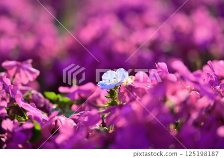 Shibazakura and Nemophila 125198187